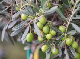 Desentrañando el mundo de la venta de olivos: ¡encuentra tu propio jardín mediterráneo!