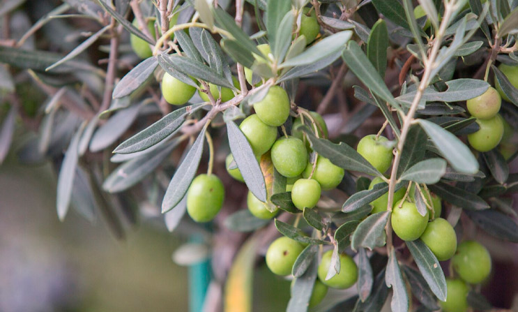 Desentrañando el mundo de la venta de olivos: ¡encuentra tu propio jardín mediterráneo!