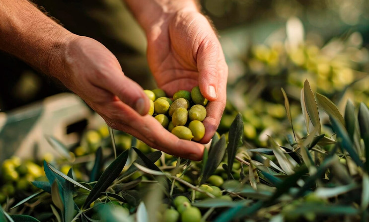 Transportando olivos: el arte de mover la esencia del mediterráneo
