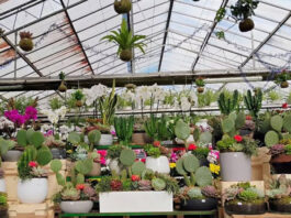 Secretos de expertos: cómo se eligen las mejores especies para un vivero